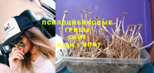 ГАЛЛЮЦИНОГЕННЫЕ ГРИБЫ Новозыбков
